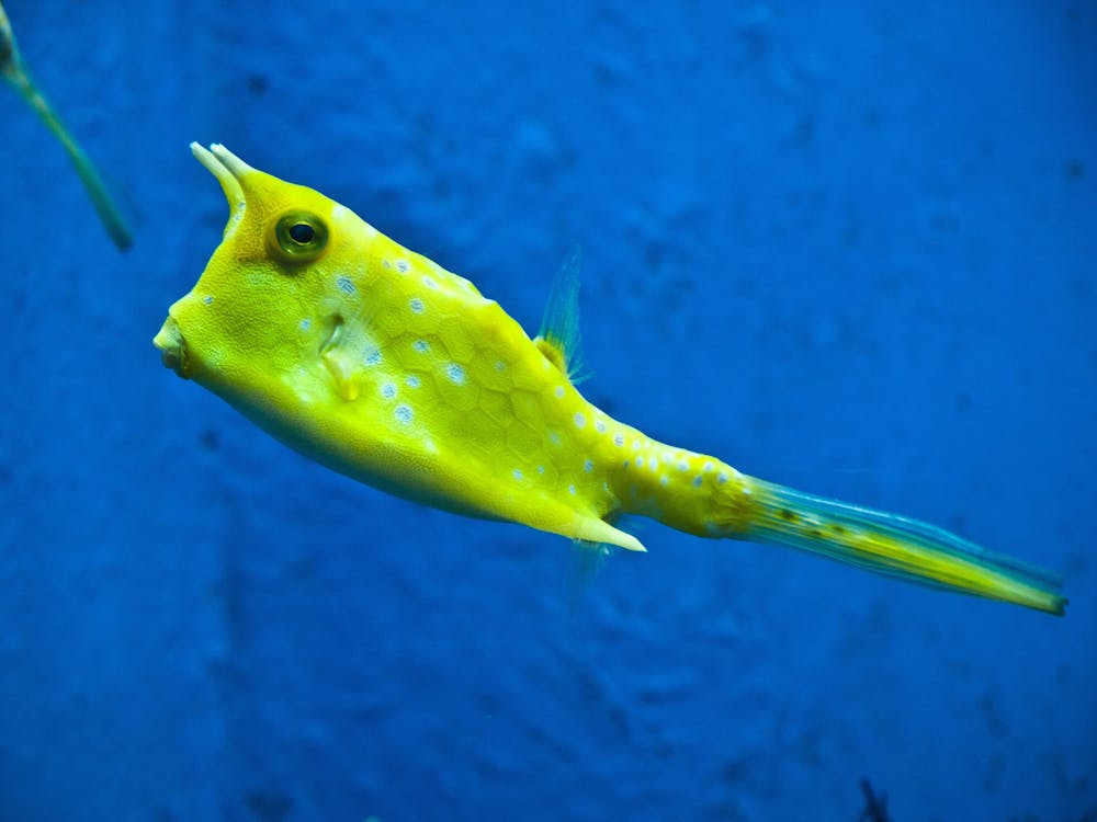 Kostnadsfria Kostnadsfri bild av akvarium, boxfish, cowfish Stock foto