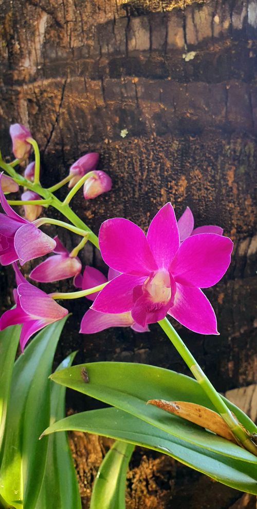 Free stock photo of beauty of nature, flowers, orchid Stock Photo