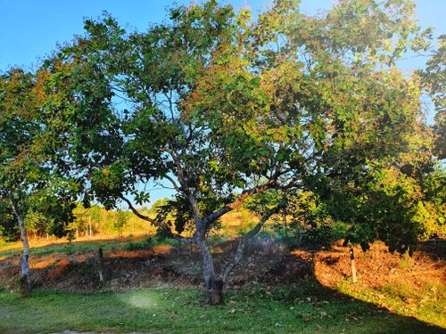 Free stock photo of beauty of nature, cashew, light glare Stock Photo