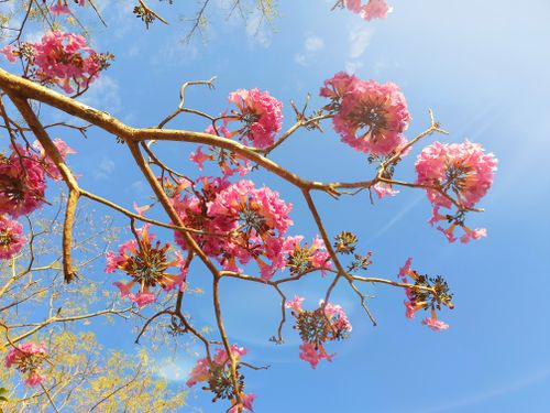 Free stock photo of azure, beauty of nature, flowers Stock Photo