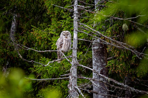 Ural Owl perched on a Tree Branch 