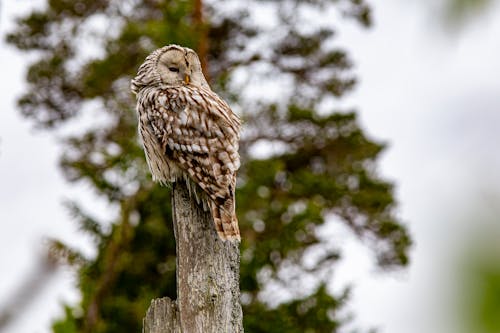 Close-Up Shot of a Ural Owl Perched on a Tree Branch