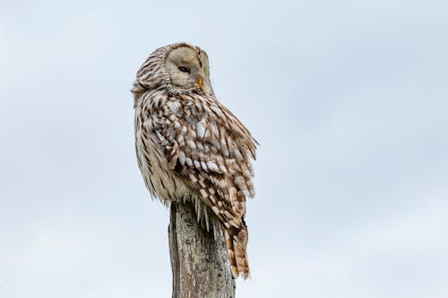 Brown Owl Perched on Brown Wood