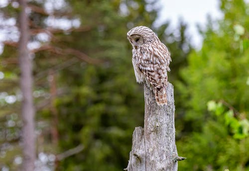 Ural Owl perched on a Wood Stamp 
