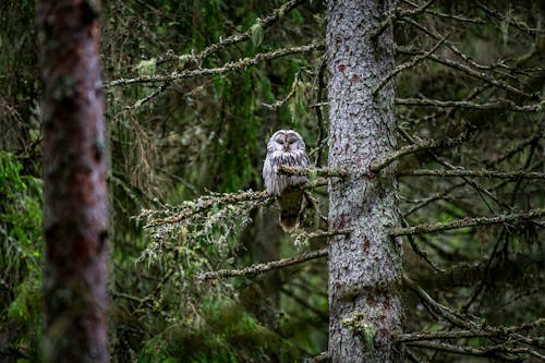Ural Owl Perched on a Tree Branch 