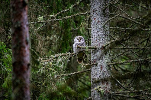 strix uralensis, 凝視, 動物攝影 的 免費圖庫相片