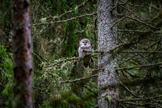 owl photo