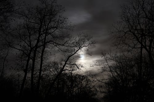 ฟรี คลังภาพถ่ายฟรี ของ กลางคืน, ต้นไม้เปล่า, น่ากลัว คลังภาพถ่าย