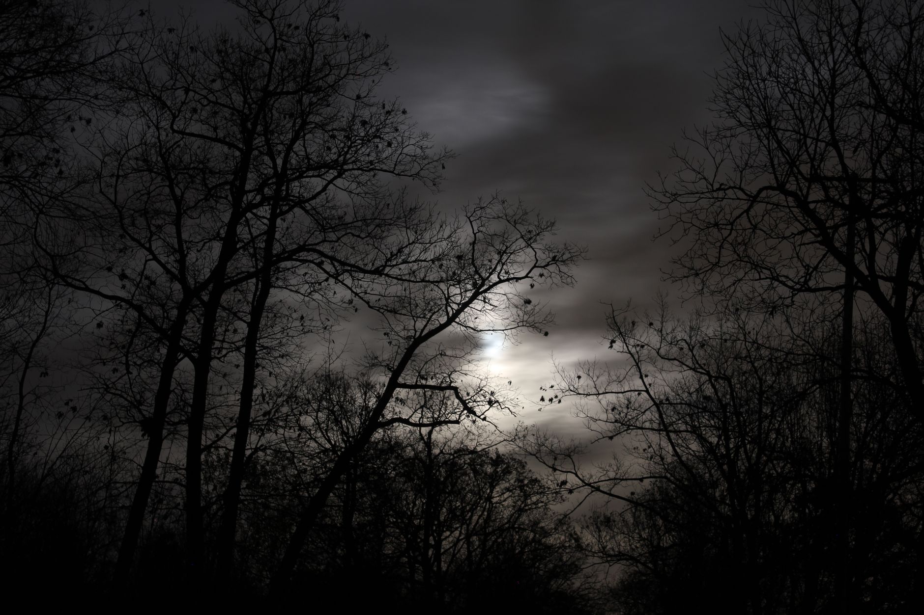 A hauntingly beautiful scene of bare trees silhouetted against a dark, cloudy night sky.