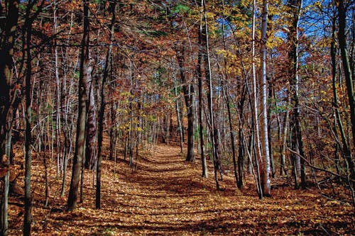 Foto d'estoc gratuïta de arbres, bosc, boscos