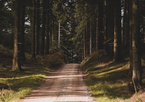 Foto d'estoc gratuïta de arbres, arbres alts, bosc