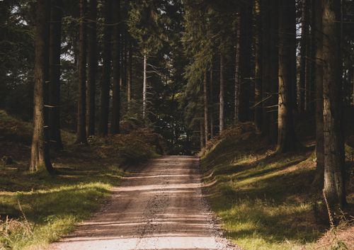 Free A tranquil dirt road winds through a dense forest of tall trees, inviting exploration. Stock Photo