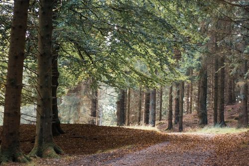 Free A peaceful dirt road winding through a dense forest with tall trees. Stock Photo