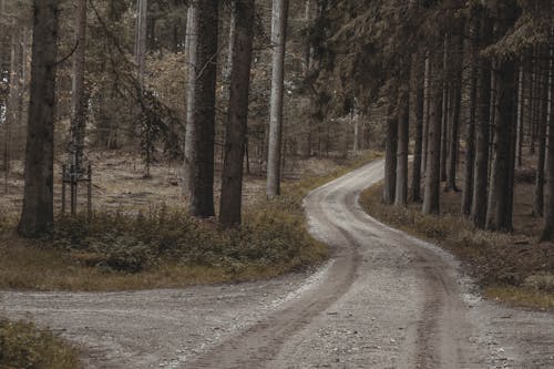 Gratis lagerfoto af asfalteret vej, grusvej, høje træer Lagerfoto