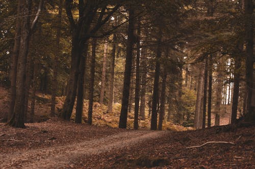 Foto d'estoc gratuïta de arbres, arbres alts, bosc