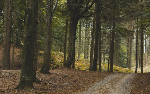 Základová fotografie zdarma na téma les, nezpevněná cesta, průchod