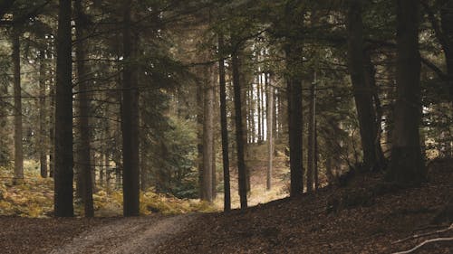 Foto d'estoc gratuïta de arbres, arbres alts, bosc