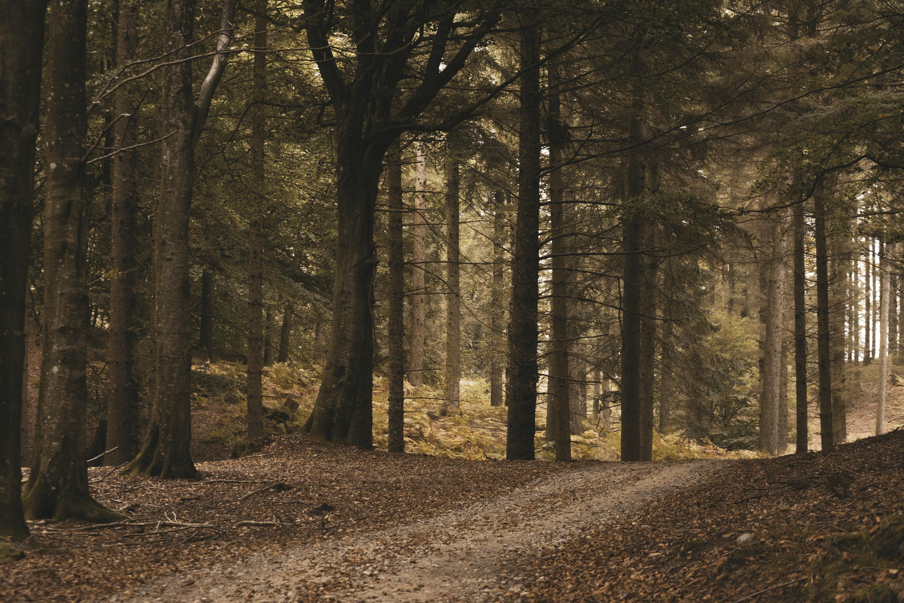 Unpaved Pathway Between Trees · Free Stock Photo