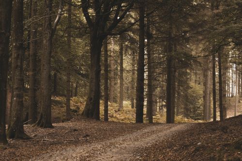 Free Peaceful dirt road winding through a lush, green forest with towering trees. Stock Photo