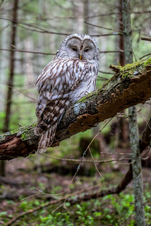 Free Ural Owl Perched on a Tree Branch  Stock Photo