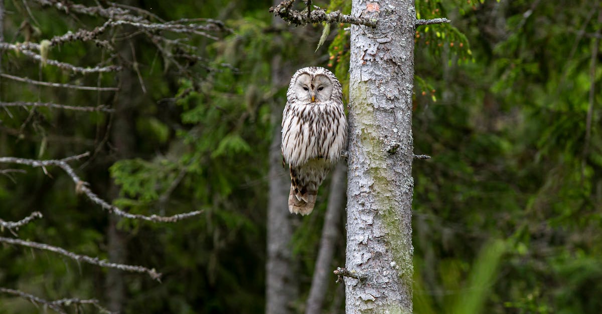 The Static Bloom 1 image text