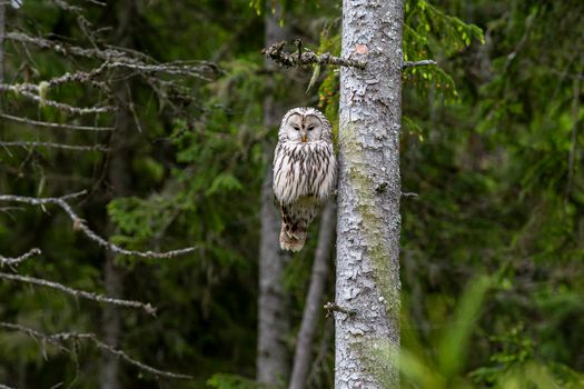 Majestic ural owl perched on tree in lush forest environment.