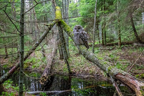 Owl Perched on Tree Branch