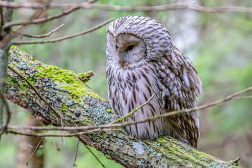Free Close-up Photo of an Ural Owl  Stock Photo
