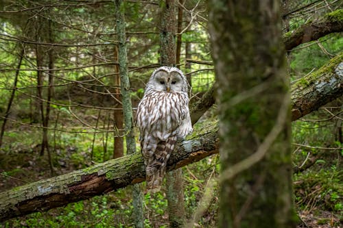 Free Owl perched on a Tree Branch  Stock Photo