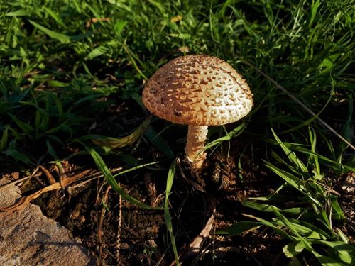 Free stock photo of beauty of nature, boletus, green Stock Photo