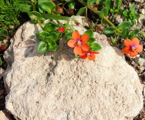 Free stock photo of beauty of nature, flowers, green Stock Photo