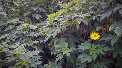 Free stock photo of beauty of nature, flowers, green Stock Photo