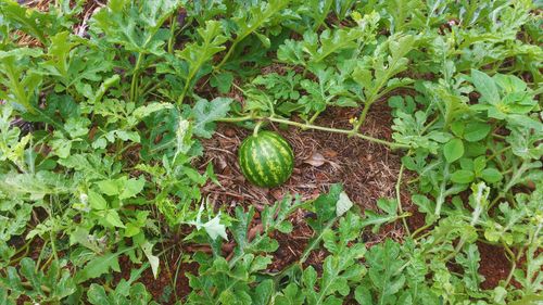 Free stock photo of beauty of nature, green, watermelon Stock Photo