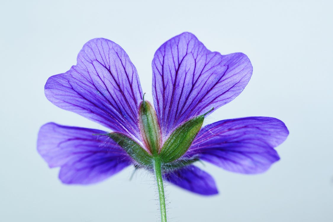 免费 绿色和5瓣紫色花 素材图片