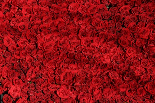 Free Red Roses in Bloom Stock Photo