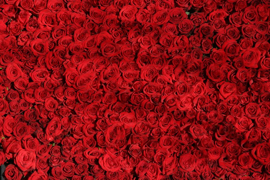 A vibrant display of red roses creating a lush and romantic floral background.