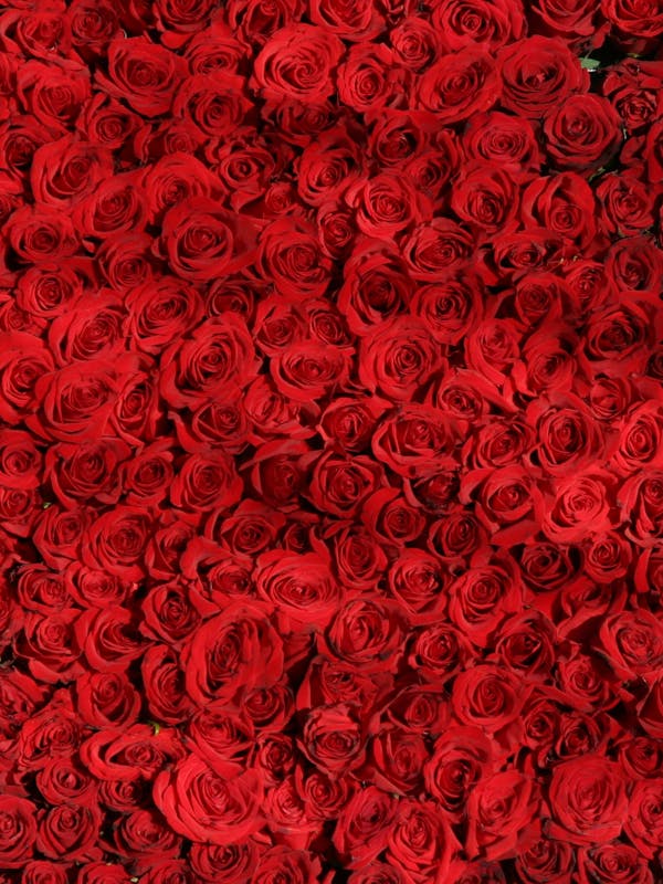 Red roses