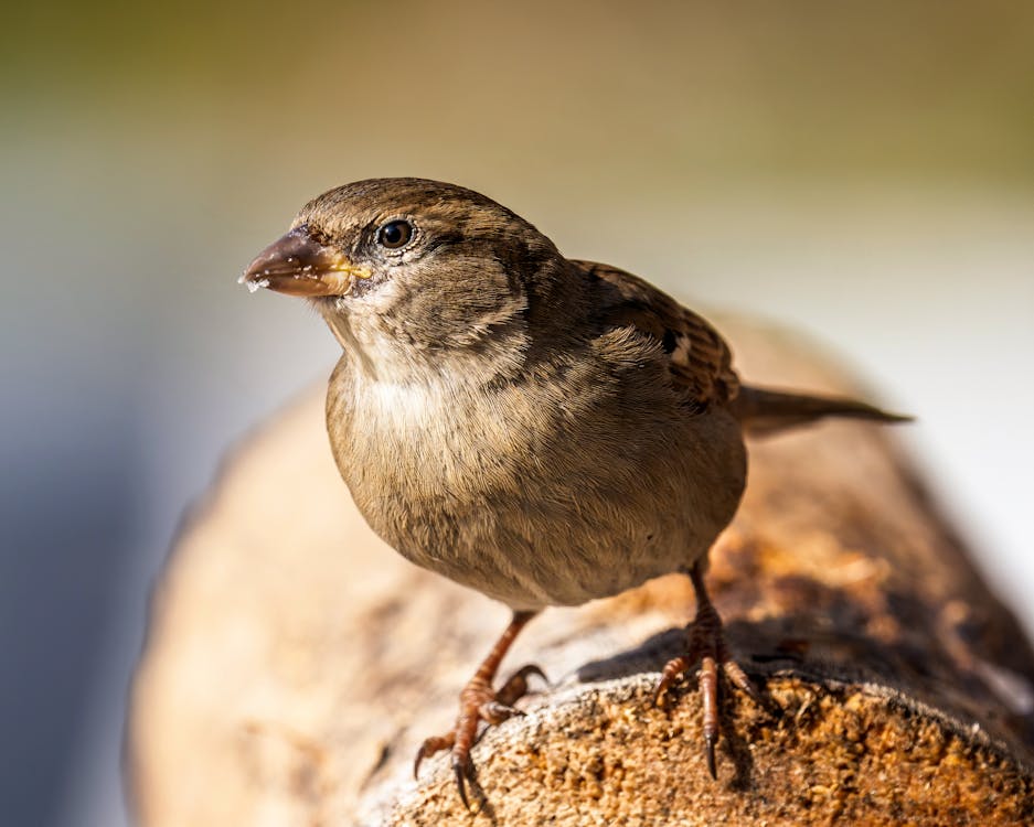 Free Full length cute brown wild sparrow standing on dry trunk on blurred nature background and looking at camera attentively Stock Photo