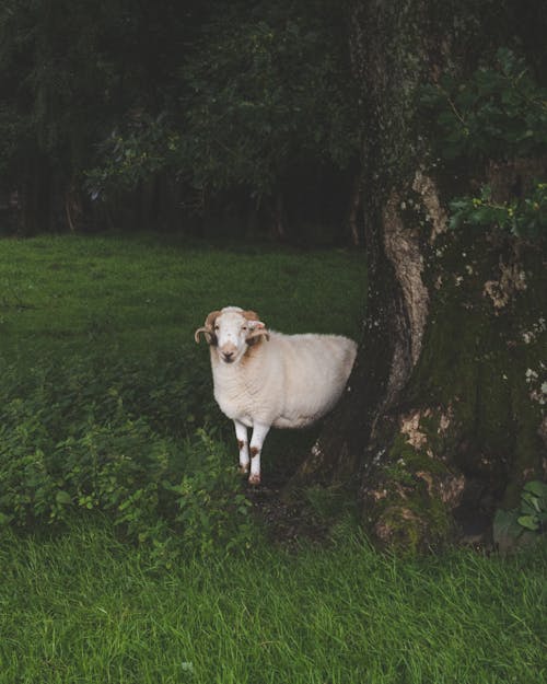 Free A sheep stands beside an oak tree in the rural landscape of Wales. Stock Photo