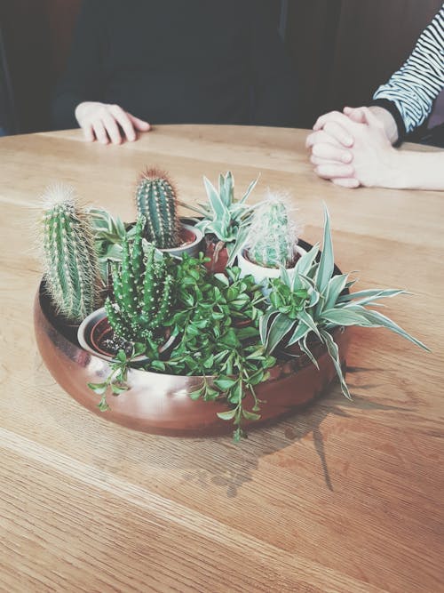 Potted Green Cactus