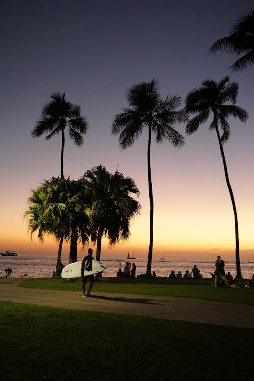 Gratis stockfoto met aan het strand, dageraad, kokospalmen Stockfoto