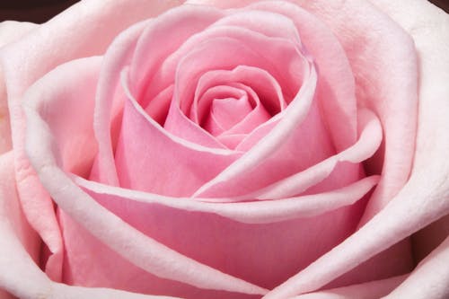 Free Розовый цветок Stock Photo