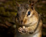Cute chipmunk eating seed in nature