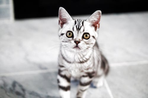 Δωρεάν στοκ φωτογραφιών με Γάτα, γατάκι, γατάκια