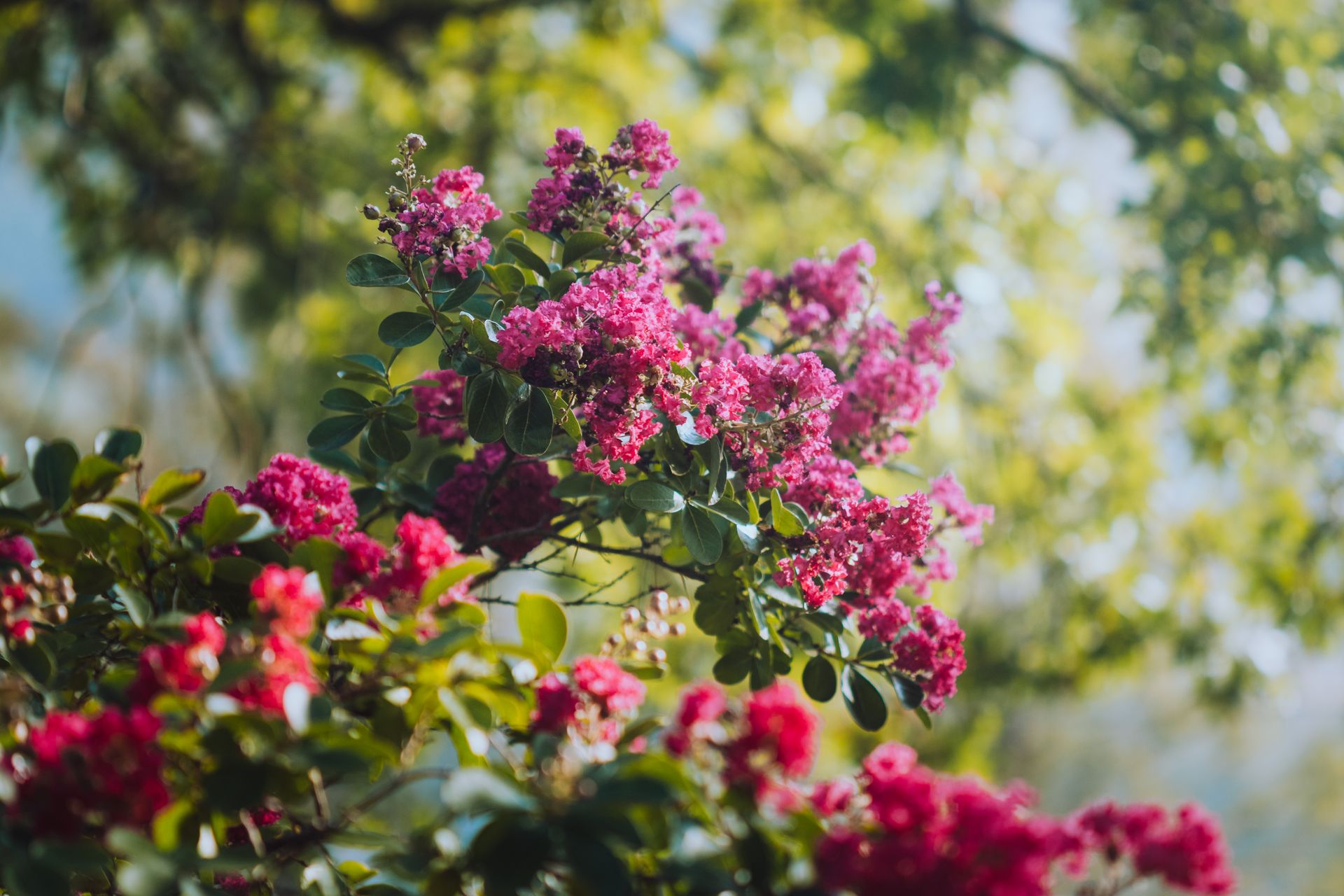 Bright pink flowers of Lagerstroemia indica shrub growing on nature in sunny day