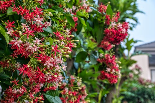 Close-up Photo of Pink Flowers 