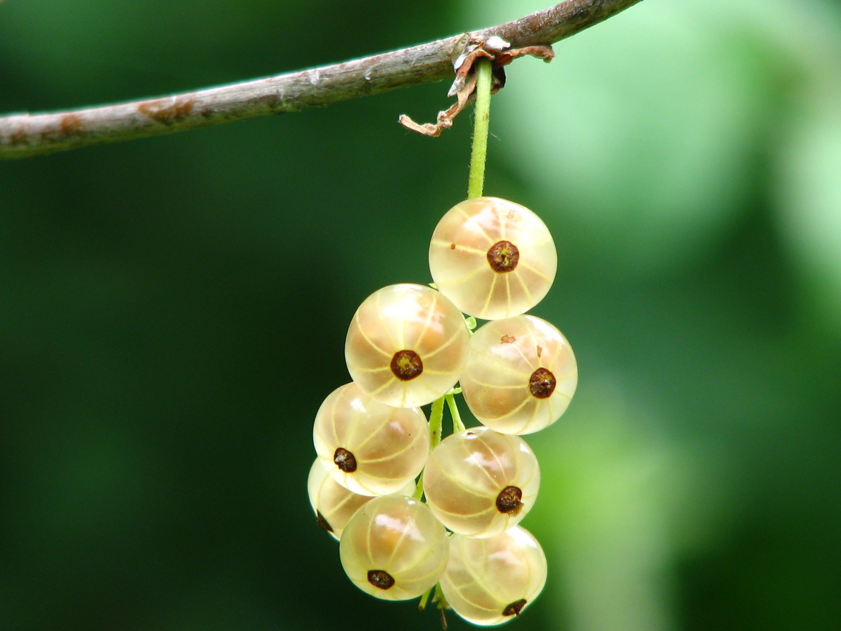 50+ Fruits Names 43 gooseberry fruit immunity and digestion benefits