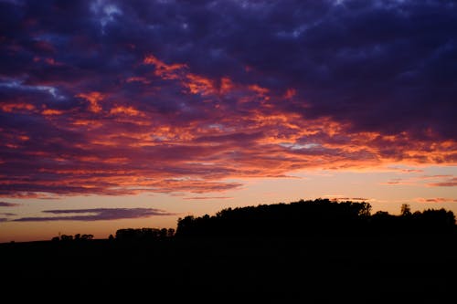 Silhouette Photo of Trees