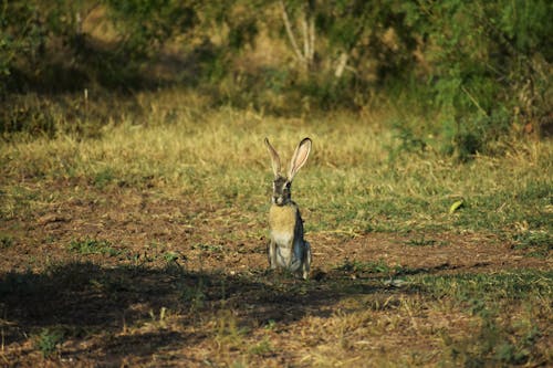 無料 ウサギ, バニー, 動物の無料の写真素材 写真素材