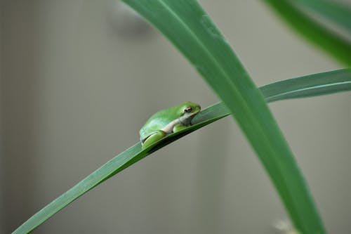 Free Green Little Frog Resting on Green Leaf Stock Photo
